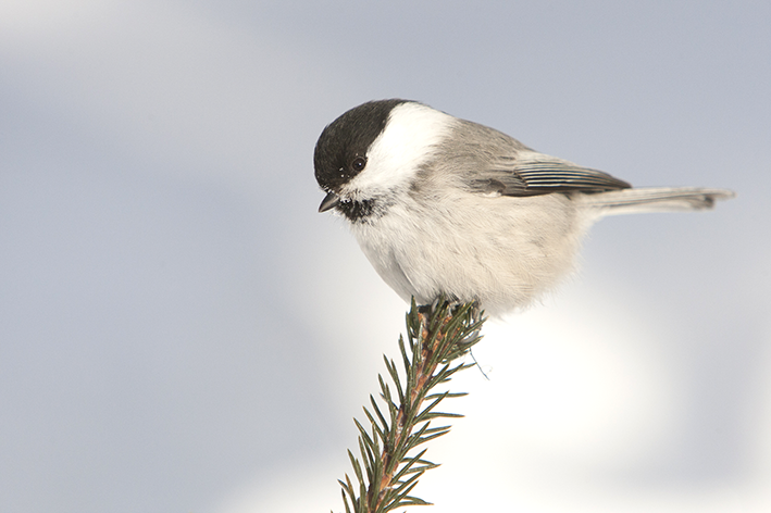 Hömötiainen istuu kuusenoksan päällä.